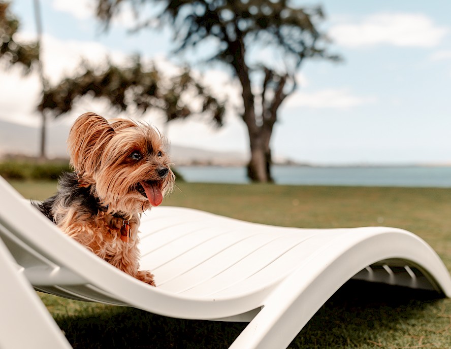 A small dog with its tongue out is sitting on a white lounge chair outdoors, with a tree and a body of water in the background.