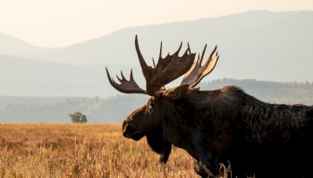 A moose with large antlers stands in an open field with mountains in the background under a clear sky.